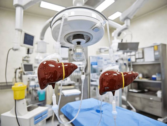 肝移植灌注设备临床前性能验证