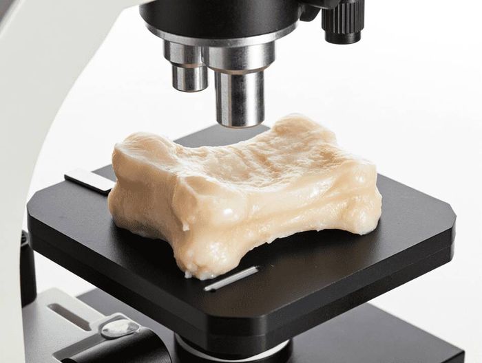 骨水泥临床前性能验证