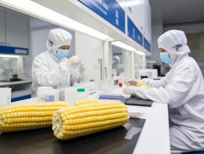 玉米营养成分分析