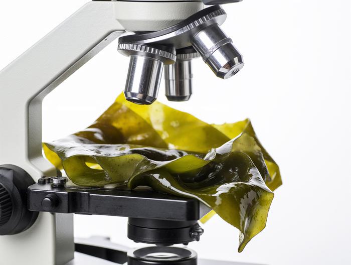 海带微生物检测