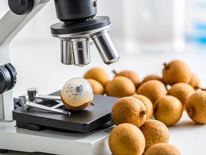 龙眼微生物检测