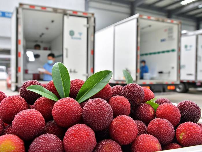 杨梅冷链运输验证