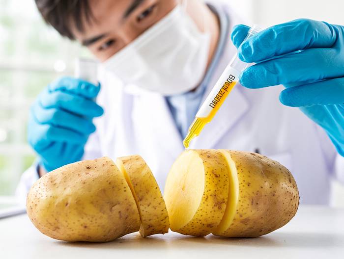 土豆转基因成分鉴定