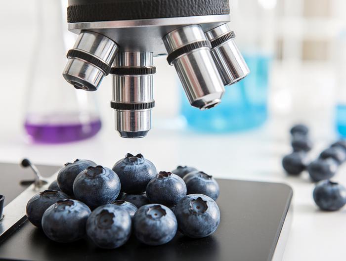 蓝莓微生物检测