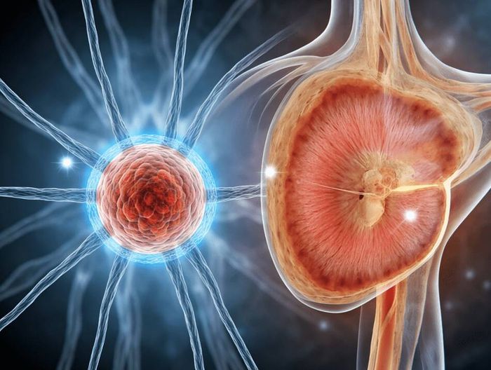 人工神经移植物生物相容性检测