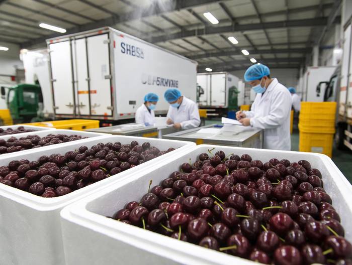 车厘子冷链运输验证