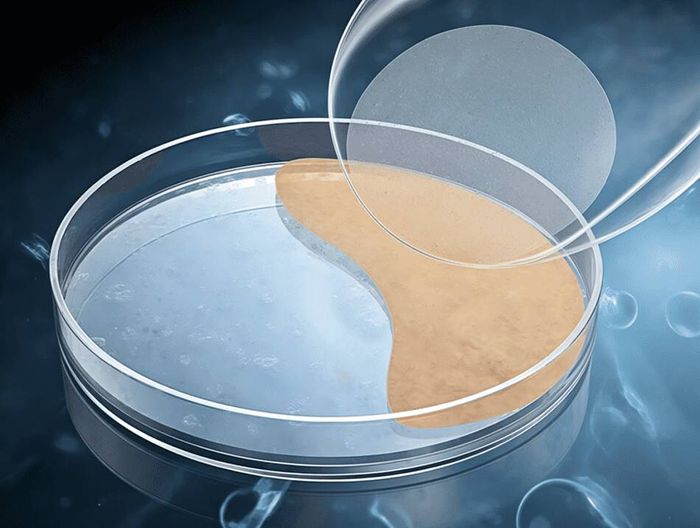 可吸收硬脑膜补片生物相容性检测