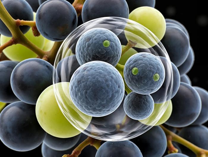 葡萄微生物检测