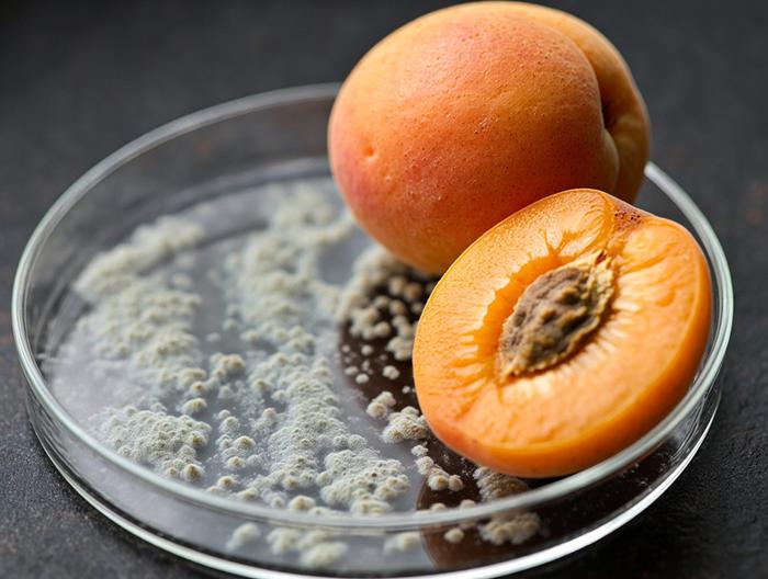 杏子微生物检测