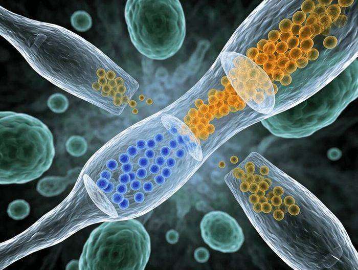 栓塞微球生物相容性检测