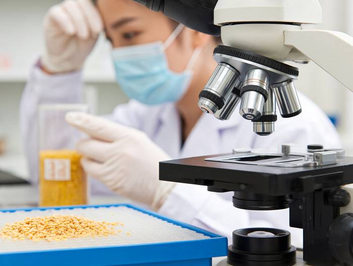 小麦转基因成分鉴定