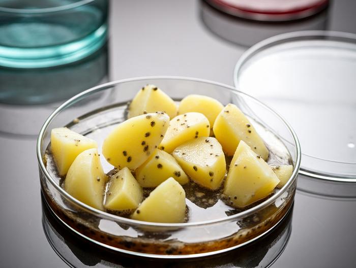 土豆微生物检测