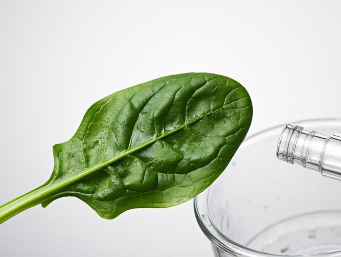 菠菜微生物检测