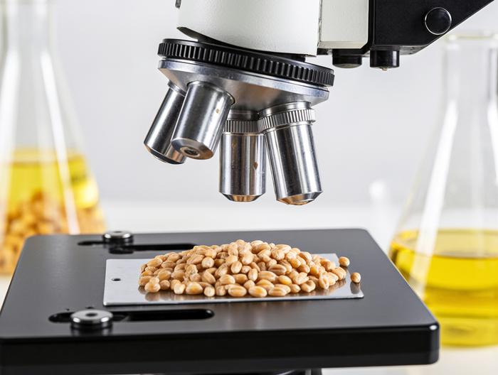 小麦微生物检测