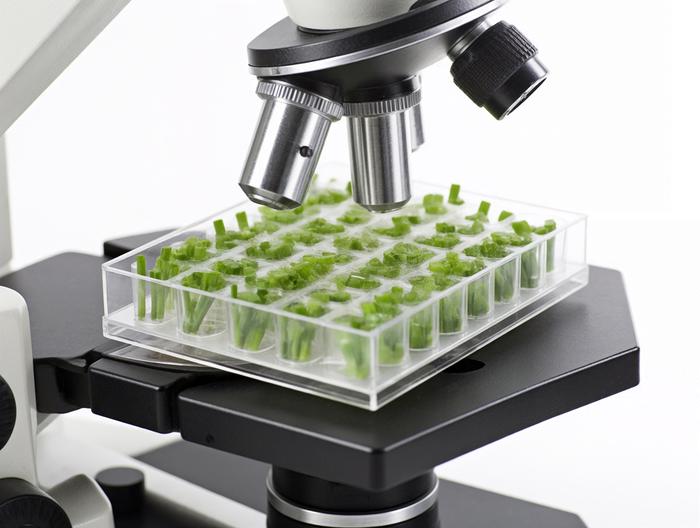 韭菜微生物检测