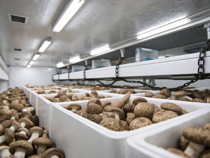 冷藏菌菇冷链运输验证