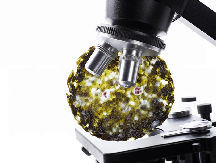 紫菜微生物检测