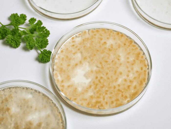 医用级细胞培养皿生物相容性检测