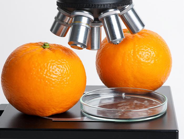 橘子微生物检测