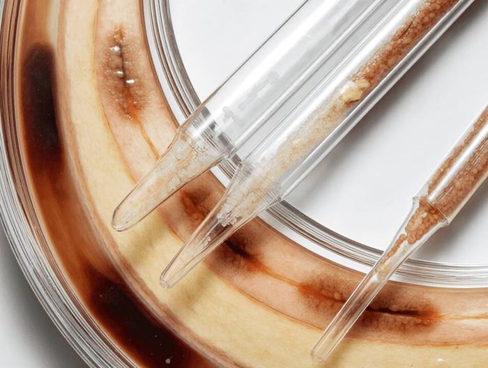 血管导丝生物相容性检测