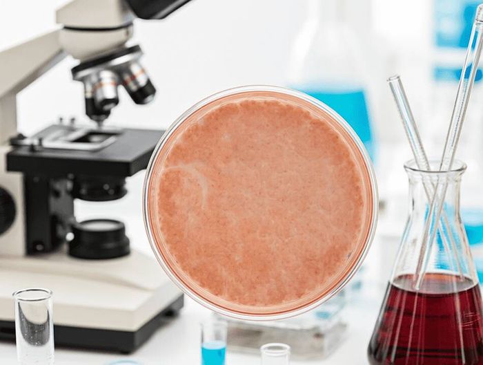 皮肤移植用培养皿临床前性能验证