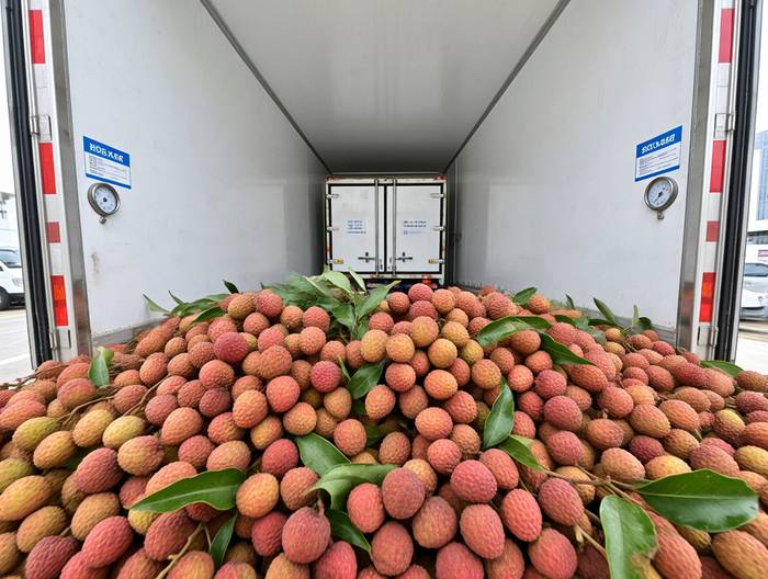 荔枝冷链运输验证