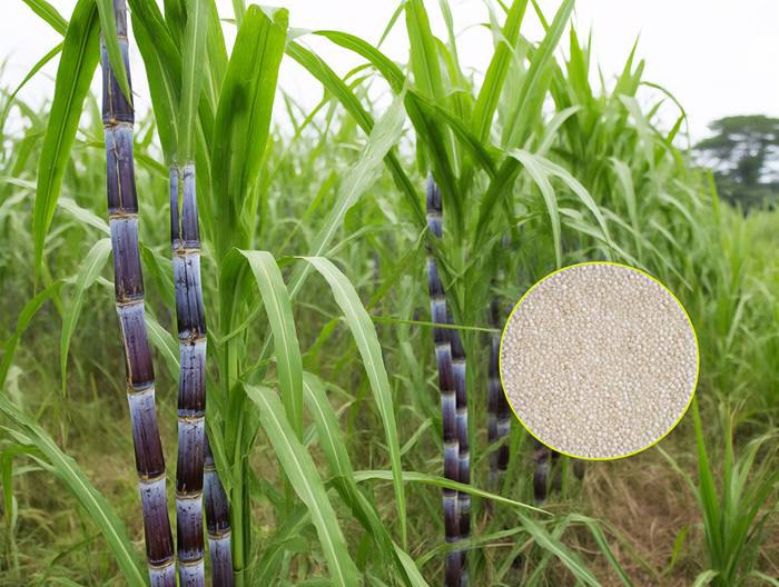 甘蔗转基因成分鉴定